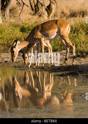 Stop action close-up bébés & mamans Impala interrompue de l'alcool à bord de l'eau, miroir, réflexion de fond vert, le Botswana, l'Afrique de l'Okavango Banque D'Images