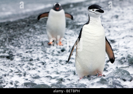 Close-up jugulaire penguin standing on snowy rock beach, contact oculaire, Adelie penguin walking up à partir de l'eau contexte îles Orcades du Sud, l'Antarctique Banque D'Images