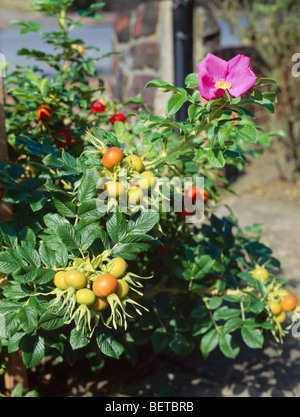 Close-up of pink rugosa rose jaune et orange avec de grandes hanches de rose Banque D'Images