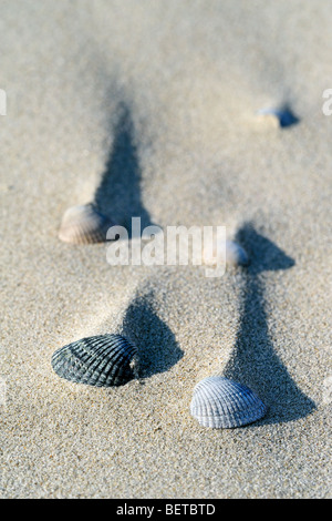 Ombres de crêtes de sable derrière les coquilles de coques (Cerastoderma edule Cardium edule) / formé par le vent sur la plage Banque D'Images