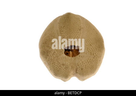 Pomme de Terre / Mer (Echinocardium cordatum oursin coeur) sur fond blanc Banque D'Images