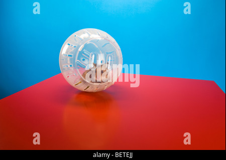 Hamster Ball brown fitness exercise training course run runner gratuitement fond rouge fun funny fun animaux table goldhamster golde Banque D'Images