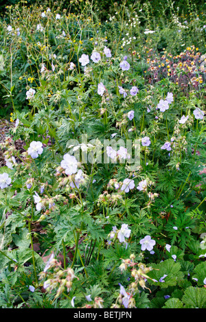 Geranium pratense 'Mrs Kendall Clarke' AGM Banque D'Images