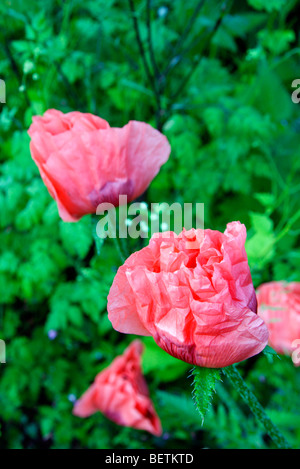 Papaver orientale 'Mrs Perry' Banque D'Images