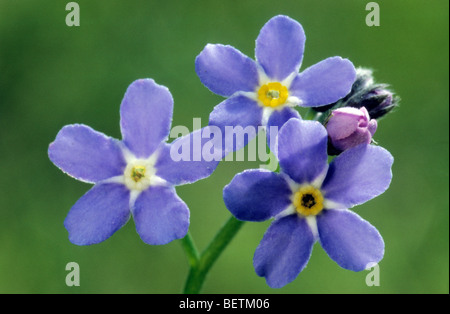 Water forget-me-not / True Forget me not (Myosotis palustris Myosotis scorpioides) / en fleur, de l'Europe Banque D'Images