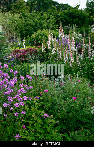 Digitalis purpurea Apricot' 'Suttons AGM avec Sweet Rocket - Hesperis matronalis à RHS Rosemoor Banque D'Images