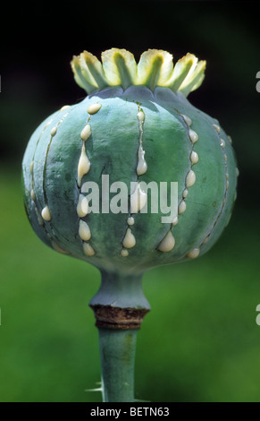 Graines de pavot à opium (Papaver somniferum), Europa Banque D'Images