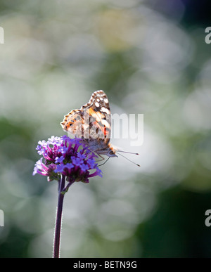 Papillon belle dame sur Verbena bonariensis Banque D'Images