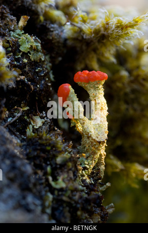 Lichen Cladonia floerkeana, également connu sous le nom de soldats anglais, poussant sur roche de granit dans les Cairngorms, les Highlands écossais. Banque D'Images