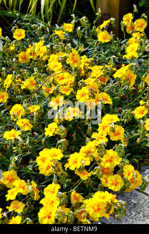 Helianthemum 'le beurre et les oeufs. Banque D'Images