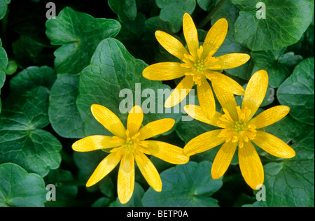 Chélidoine moindre / Pilewort (Ranunculus ficaria subsp. bulbilifer / Ficaria verna subsp. bulbifer) en fleurs Banque D'Images