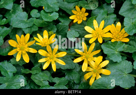 Chélidoine moindre / Pilewort (Ranunculus ficaria subsp. bulbilifer / Ficaria verna subsp. bulbifer) en fleurs Banque D'Images