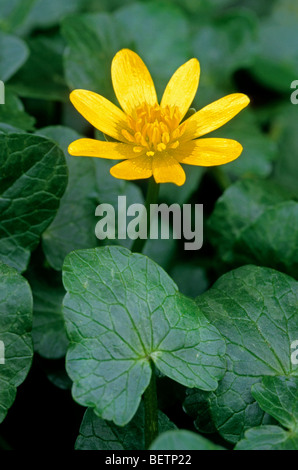 Chélidoine moindre / Pilewort (Ranunculus ficaria subsp. bulbilifer / Ficaria verna subsp. bulbifer) en fleurs Banque D'Images