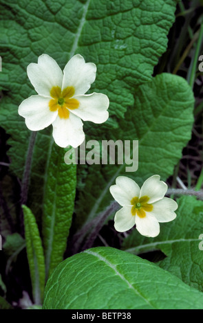 Anglais / primevère primevères sauvages / primrose Primula vulgaris (commune / Primula acaulis) en fleurs Banque D'Images