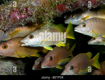 Sur les bancs de poissons in Benwood wreck Banque D'Images