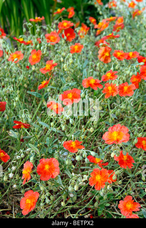 Helianthemum 'Fire Dragon' AGM Banque D'Images