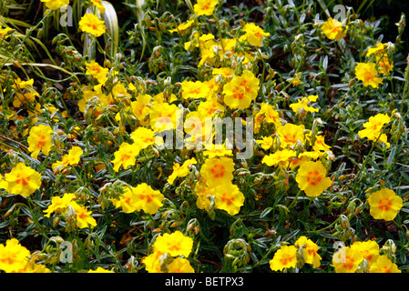 Helianthemum 'le beurre et les oeufs. Banque D'Images