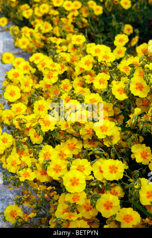 Helianthemum 'le beurre et les oeufs. Banque D'Images