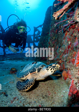 Scuba Diver avec tortue, Florida Keys Banque D'Images