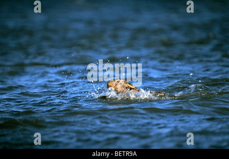 Lièvre brun / European hare (Lepus europaeus) Nager dans l'eau et crossing river Banque D'Images