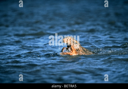 Lièvre brun / European hare (Lepus europaeus) Nager dans l'eau et flux de passage Banque D'Images