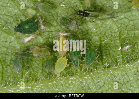 Le puceron du coton (Aphis gossypii) alate, les femelles adultes et immatures sur un terminal blackberry leaf Banque D'Images