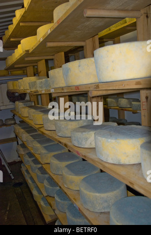 Peu de fromages Hereford sur des étagères à maturation Fromagerie Monkland, près de Leominster, Herefordshire, Angleterre. Banque D'Images