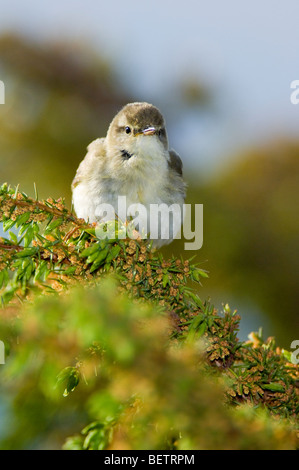 Willow Warbler Phylloscopus trochilus, mâle adulte, perché sur un buisson de genièvre qui est la floraison, les Highlands écossais. Banque D'Images