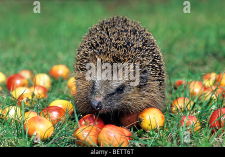 Hérisson européen commun (Erinaceus europaeus) manger des pommes sur pelouse au jardin, Allemagne Banque D'Images