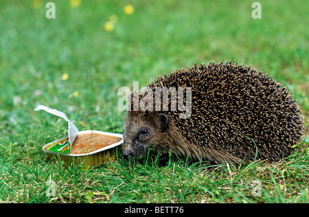 Hérisson européen commun (Erinaceus europaeus) de manger des aliments pour chats en jardin, Allemagne Banque D'Images