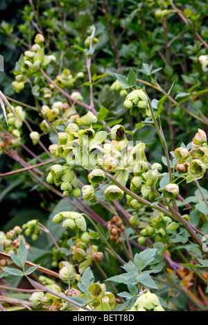 Mathiasella bupleuroides 'Green Dream' Banque D'Images