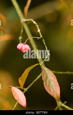 Euonymus Hamiltonianus v, Lanceifolius la fusée chinoise, Arbre en automne Banque D'Images