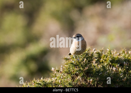 (Saxicola torquata stonechat femelle) perché sur l'ajonc bush Banque D'Images