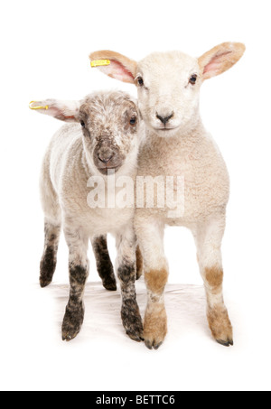 Deux croix de suffolk muel agneaux debout dans un studio Banque D'Images