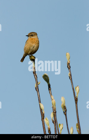 (Saxicola torquata stonechat femelle) Banque D'Images