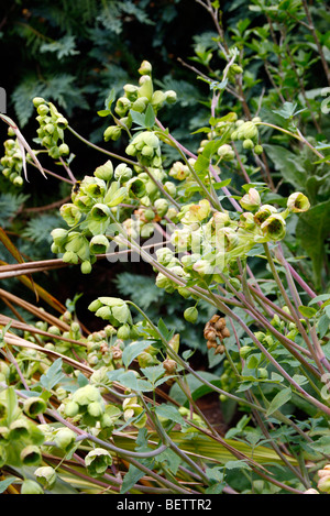 Mathiasella bupleuroides 'Green Dream' Banque D'Images