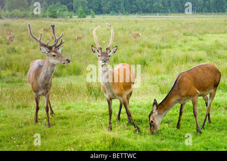 Troupeau de Red Deer (Cervus elaphus), y compris deux cerfs avec bois en velours, et une femme, de pâturage dans la pluie. Banque D'Images