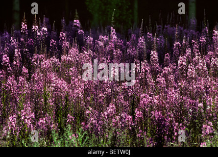 Rosebay willowherb épilobe / (Chamerion angustifolium) dans la région de flower meadow Banque D'Images