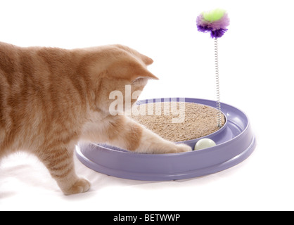 Exotic shorthair crème tabby cat adultes jouant dans un studio Banque D'Images