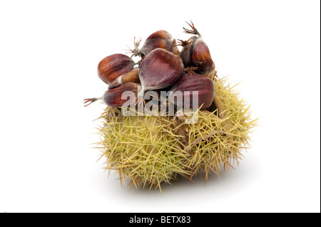 Castanea sativa châtaignier fruits dans 'Spiny cupule' Banque D'Images