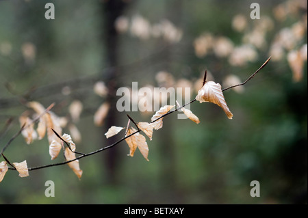 Direction générale de l'arbre d'automne hêtre (Fagus sylvatica) Banque D'Images