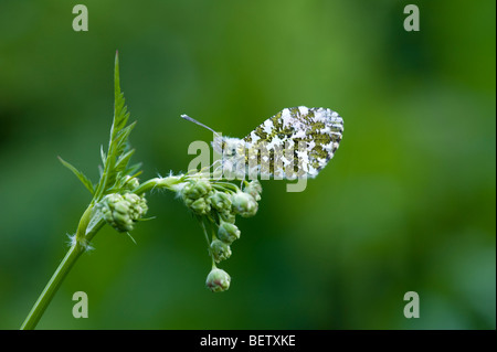 Papillon Orange tip (Anthocharis cardamines) - mâle Banque D'Images