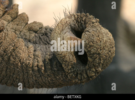 À la fin d'un Africain d'éléphant dans le parc national de Hwange, Zimbabwe Banque D'Images