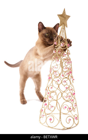 Chaton birman jouant avec décoration de Noël portrait dans un studio Banque D'Images