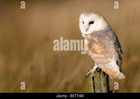 Barn Owl assis sur poster parmi les herbages Banque D'Images