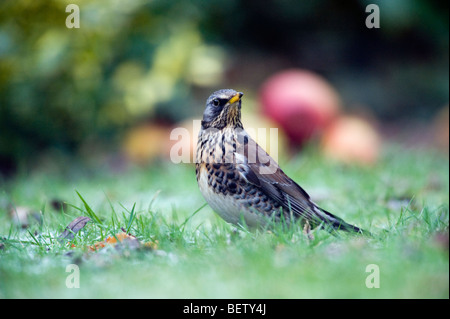 F) Fieldfare (Turdus dans jardin avec pommes Banque D'Images