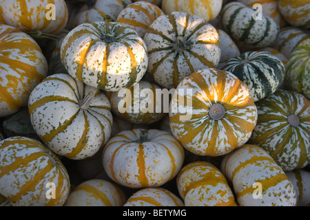 Récolté Lil' Tiger Stripe citrouilles, Banque D'Images