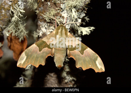 Lime Hawk-moth (Mimas tiliae) Banque D'Images