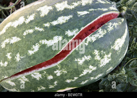 Split mûres épépinées watermelon en champ, la récolte. . Banque D'Images