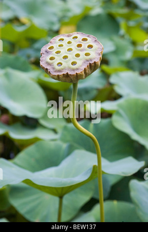 Tige de lotus nénuphar magnifique étang de beauté Banque D'Images